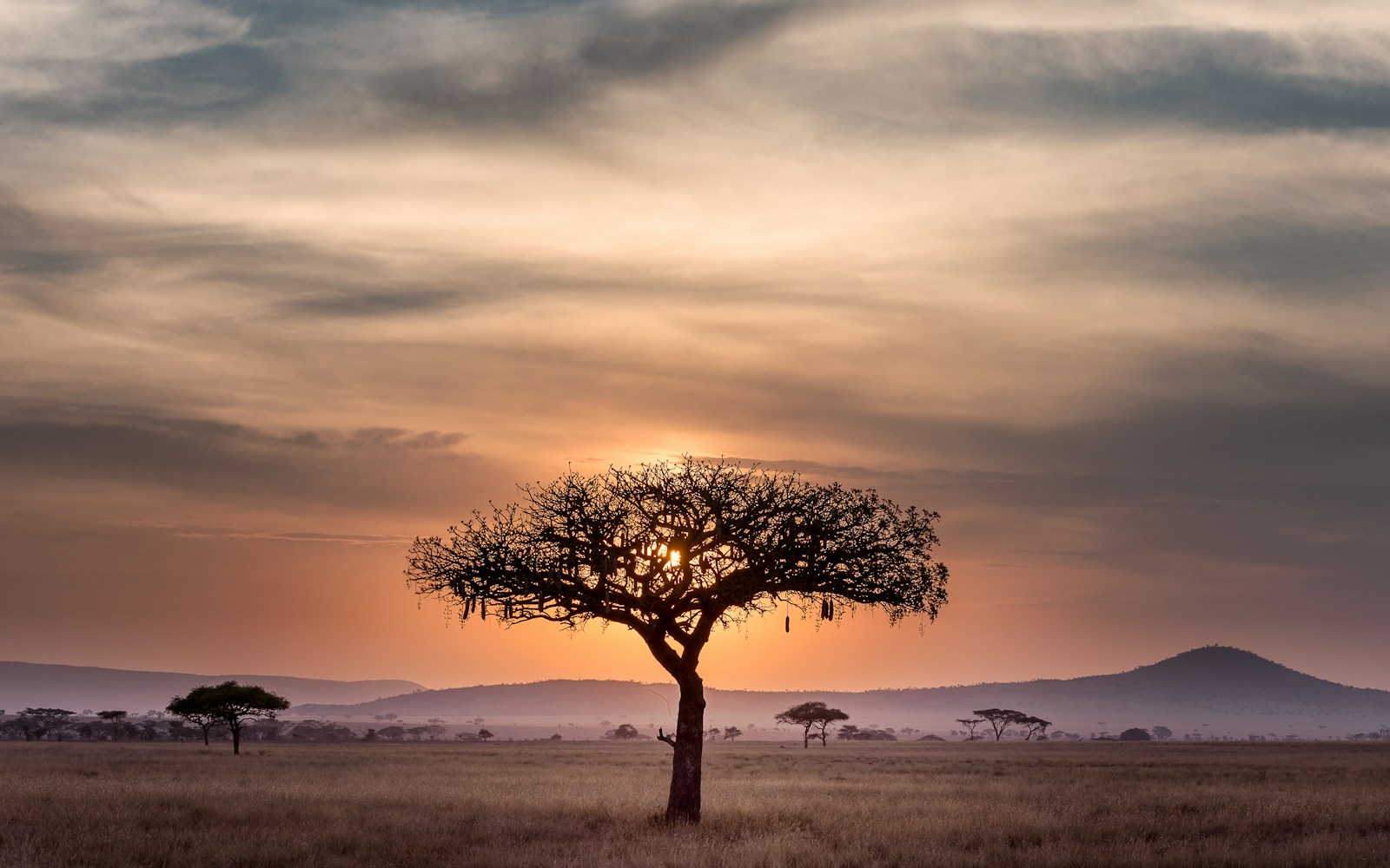 African savanna at sunset